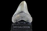 Serrated, Fossil Megalodon Tooth - Nice Enamel #74756-1
